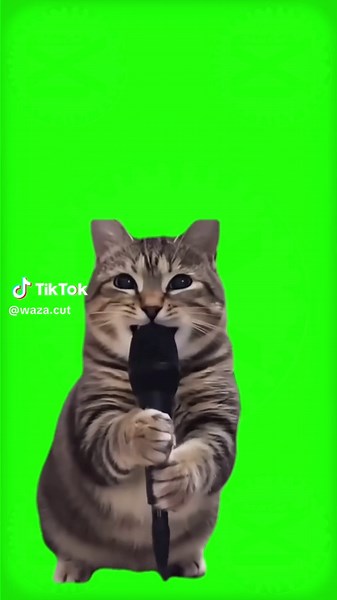 Gato Cantando Oia - Plantilla Meme Divertido