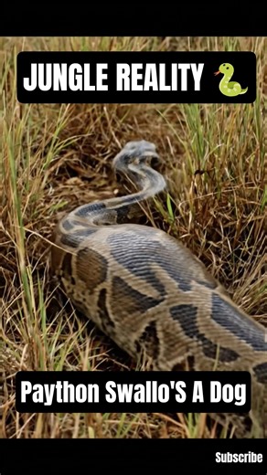 Python vs Dog… What Happens Next Is Shocking 😱 #shorts #wildlife #zoo #forest