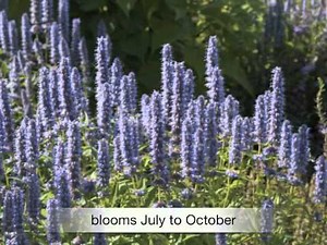 Agastache Blue Fortune