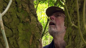 A look at ancient UK trees under threat