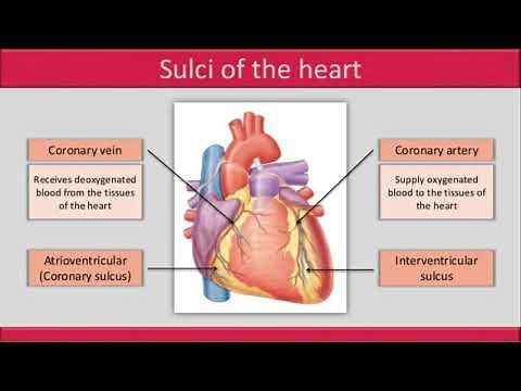 SULCI,LAYERS and Valves of heart . Anatomy of heart