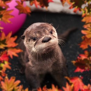 1M views · 91K reactions | Ottumn is here  | Oregon Zoo | Facebook