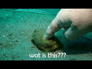 Underwater Poop Special