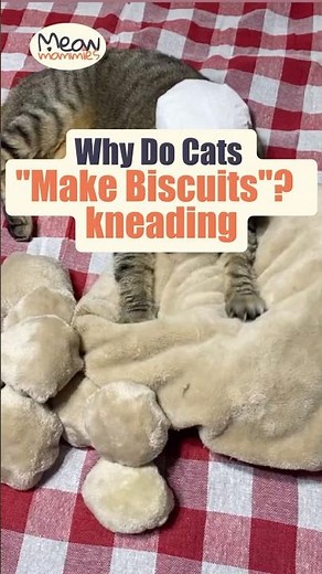 Why Do Cats "Make Biscuits"? kneading #catbehavior #cat #catlove