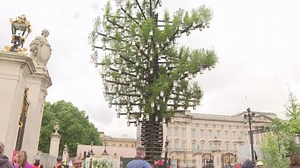 'Superhero' trees celebrated at Buckingham Palace