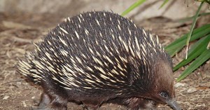 Voici les mammifères atypiques qui pondent des œufs !