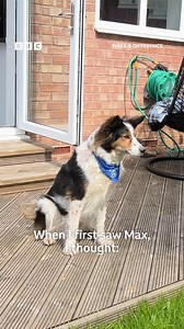 11K views · 114 reactions | Rotherham based Adoptapaws UK rescue and rehome animals who have been abandoned. They never say no to any animal in need. They have been nominated for the Animal Award at the Make A Difference Awards 2024. | BBC Sheffield | Facebook