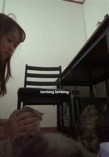 Caring for Cats Post-Parvo: Tips for Healing and Comfort