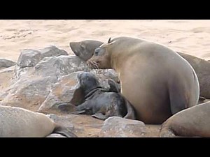 Seal mom giving birth..........