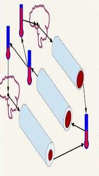 What 'Homeostasis' Actually Means