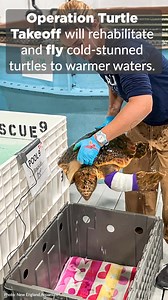 31K views · 1.9K reactions | To help prevent turtles from dying of...