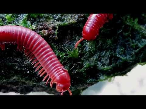 Up Close: The Hypnotic Walk of a Millipede