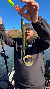 Day 1 of using a live eel until we catch a fish !! | Haz Life Fishing