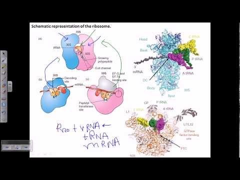 Protein production