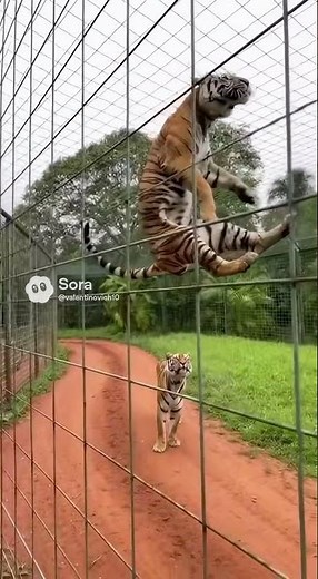 How High Can a Tiger Jump? 🐅🥩 (Insane!)