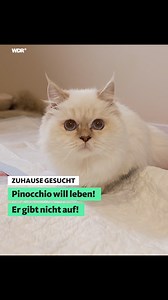 112K views · 3.2K reactions |  Warum ist Pinocchio inkontinent und...