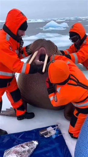 Animal Miracles™ | Baby Penguin Stuck in Walrus’s Mouth — Rescue Team Saves Them Both! 🐧🦭❤️ #walrus #penguin #rescue | Instagram