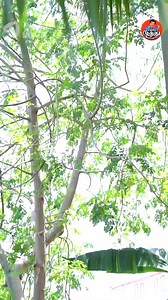 667K views · 14K reactions | Ammonium Sulphateku 50 தேங்கா காய்க்கும்!! | Madurai Muthu | Facebook