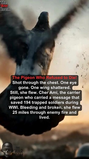 In 1918, during the Meuse-Argonne offensive, nearly 200 American soldiers were trapped behind enemy lines, under fire from their own artillery. Their only hope was a pigeon named Cher Ami. Shot through the chest and with one leg hanging by a tendon, she still flew 25 miles to deliver a message that stopped the barrage and saved every survivor. She became the most decorated bird of World War I a tiny hero with wings of steel. #WWI #CherAmi #WarHeroes #HistoryUncovered #TheWarRoom | The War Room