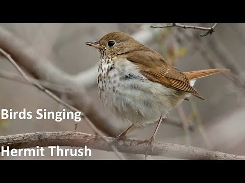 Birds Singing - Hermit Thrush - Sounds of Nature