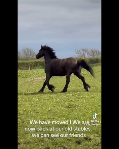 Contessa & Neros Return Home | Friesian Horses Overjoyed at Their Old Stables #horse #friesianhorse