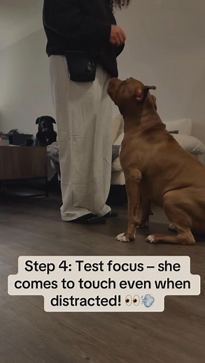 1.2K views · 14 reactions | Nova learning the ‘Touch’ command from...