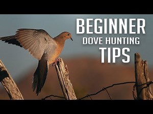 Beginner Dove Hunting Tips!