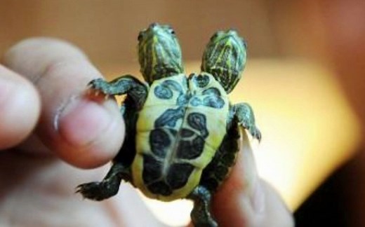 双头乌龟，它俩到底谁说了算？？