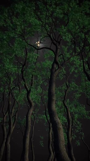 Nighttime Forest Vibes | Relaxing Aesthetic Video