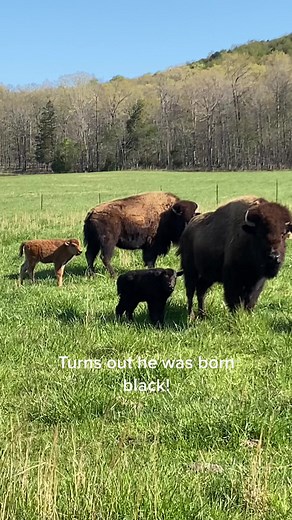 Insights on Raising Black Bison Calves on Farms