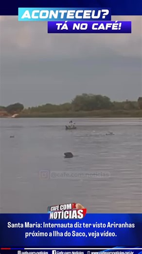 Café Com Notícias on Instagram: "Uma internauta nos enviou um vídeo onde mostra Ariranhas no Rio São Francisco, próximo a Ilha do Saco em Santa Maria da Boa Vista-PE, segundo a mesma o vídeo foi gravado na tarde desta quarta-feira (4). Em julho de 2025, houve um relato com registro visual de uma Ariranha nadando no cais do rio São Francisco, em Minas Gerais. A Ariranha é uma espécie ameaçada de extinção e frequentemente listada como extinta em algumas partes do Sudeste e Nordeste. No entanto, 