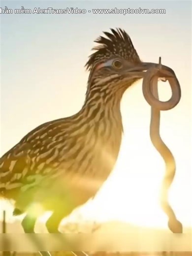 Đây là loài Chim gì mà dám đối đầu với Rắn đuôi chuông cực độc ? 🐍 Video được Dịch và Lồng tiếng bởi phần mềm AlexTransVideo4.0 #alextransvideo #phanmemdichphim #longtiengphim #longtiengphimtrungquoc #dichphim
