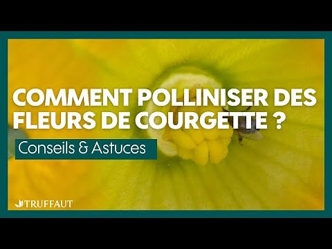 Comment polliniser des fleurs de courgette ? - Truffaut