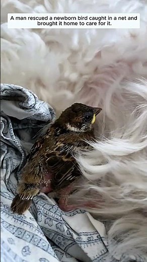 Rescuing baby bird #rescue #animals #animalrescue #birds #sparrow #animalshorts