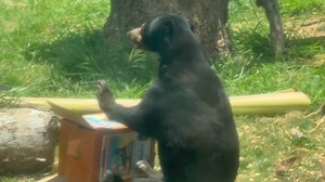🌞🐻 Happy International Sun Bear Day! Today, we're celebrating with our very own sun bear, Blackie, right here at the Honolulu Zoo! Why are sun bears important? These forest dwellers play a crucial role in maintaining healthy ecosystems by spreading seeds and controlling insect populations. Sadly, they're also among the most threatened bear species due to habitat loss and illegal wildlife trade. That’s why conservation matters. Incredible organizations like the Bornean Sun Bear Conservation Cen