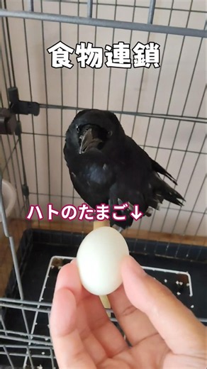 食物連鎖の仕組み #shorts #カラス #かわいい #birds #crow #スーパーワルイトリ