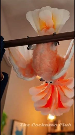 Kiko’s Techno Takeover