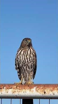 Cooper’s Hawk—Watch Out for Birds of Prey on Your Farm #chickens #hawks #birdsofprey #coopershawk
