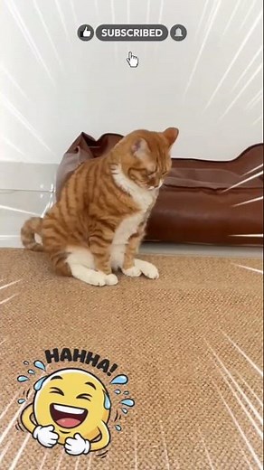 Funny Cat Scoots Forward While Sitting and Dragging Its Bottom #funnycat #cat #catvideos