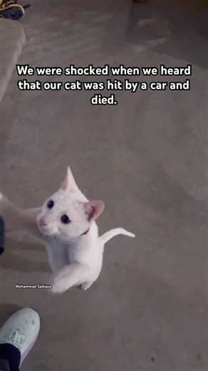 We were shocked when we heard that our cat was hit by a car and died. #shorts