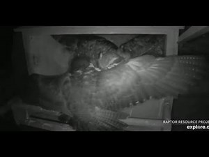 Great Spirit Bluff ~ WARNING! Great Horned Owl Attacks Eyas; Michelle Valiantly Defends Nest 6.9.19