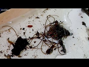 Horsehair worms mating; River Dodder catchment