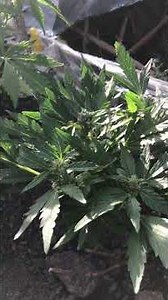 5week3days old, outdoor autoflower grow #cannabisgrow #outdoorgrow #growshorts