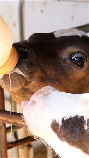 DeLaval | Feliz Día de la Leche 2026