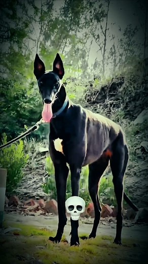 Dog of Transformaton ☠️ #ytshorts #short #dog