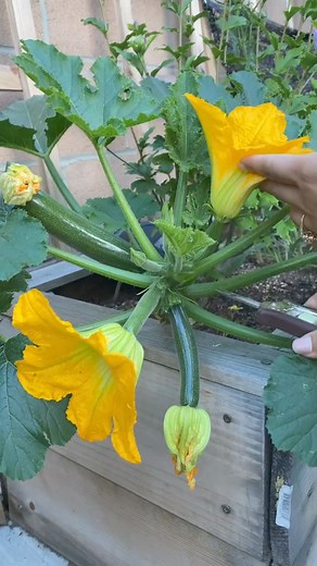 Hand pollinated squash and zucchini .. #gardening #gardeninglife #organicgardening | Seed to Flower