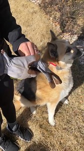 37K views · 152 reactions | Your pet’s favorite place is your yard. Our Pet Experts help keep it safe and protected. | Invisible Fence Brand | Facebook