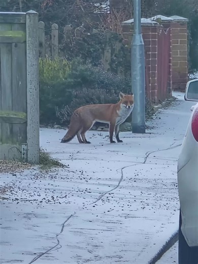 #foxnews #fox #wildanimal #daylight #winter
