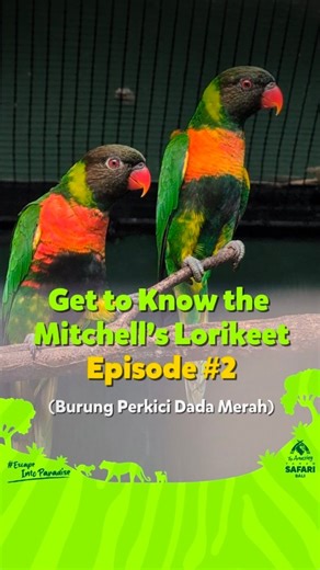 The Amazing Taman Safari Bali on Instagram: "Happy National Love Flora and Fauna Day🦜🦝🐴🌺🌼. Let's get to Know the Mitchell’s Lorikeet. Did you know that this colorful little bird had disappeared from Bali’s wild for nearly 40 years! At Taman Safari Bali, our dedicated care keepers and vets are working hard to restore their population through a Managed Breeding System helping to bring them back through patient pairing, cozy nesting boxes that mimic their natural habitat, lots of daily love an