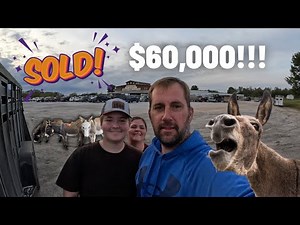 These Donkeys Sold For $60K!!! - Donkey Auction Rescue